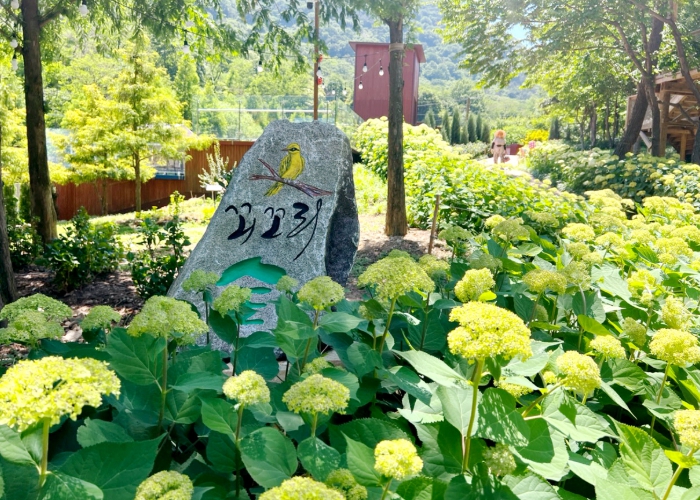 ‘월아산 숲속의 진주’대한민국 산림복지의 새로운 중심지!-꾀꼬리숲 수국