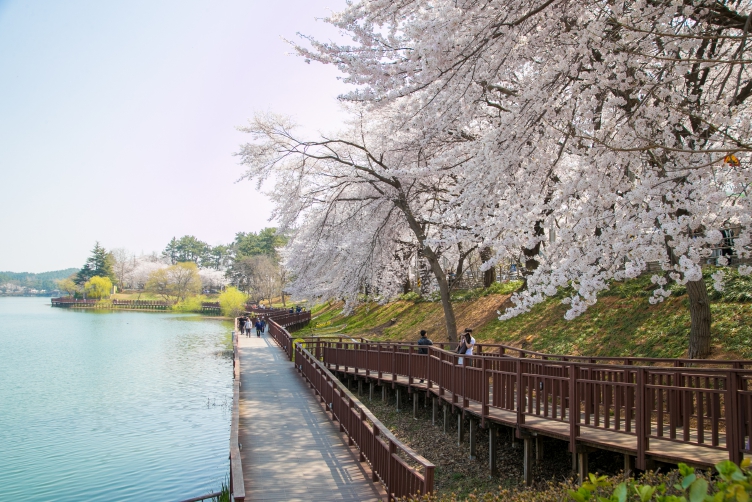 감성 봄 여행지(군산-은파호수공원)-군산시 제공